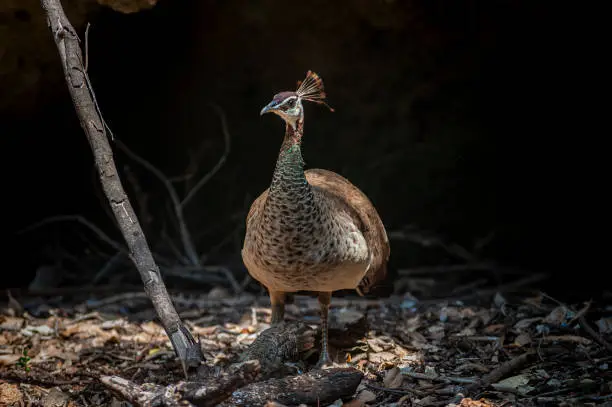 Photo of Beautiful peacock or peafowl chick at Prison island, Zanzibar, Afrika