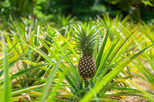 Pineapples Arranged On Shelf For Sale At Market Stall