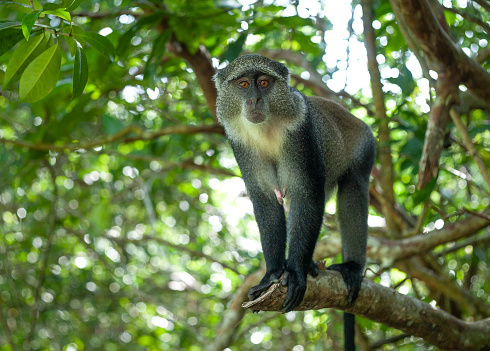 Mono azul en el árbol en el bosque tropical mirándolo photo