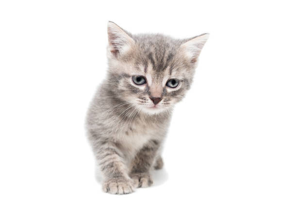 istock Gray kitten isolated on a white background. 1327942834