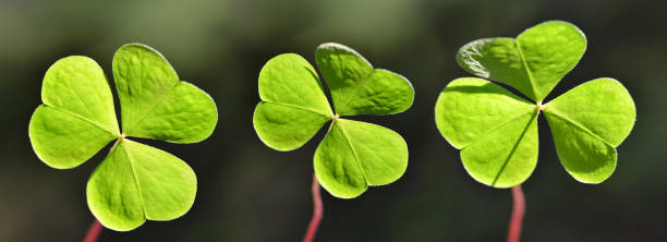 Wood sorrel (Oxalis acetosella) leaves. Wood sorrel (Oxalis acetosella) leaves.  Panoramic nature background. wood sorrel stock pictures, royalty-free photos & images