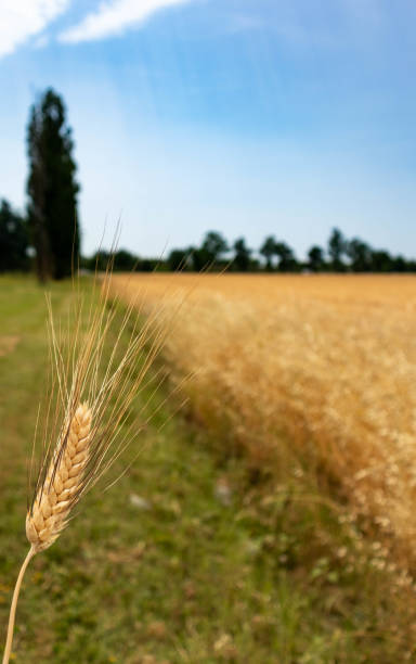 배경에서 고립 된 보리의 귀, 파르마, 이탈리아 - malt sky grass field 뉴스 사진 이미지