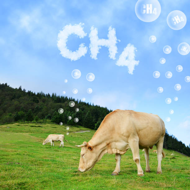 mucca al pascolo con testo ch4 dalle nuvole. - metano foto e immagini stock