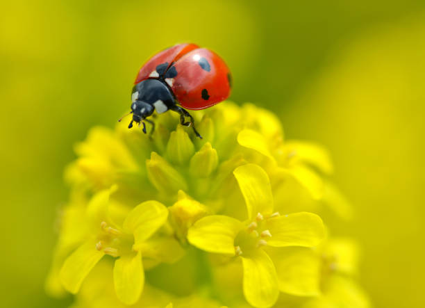 istock Ladybug on a yellow flower Barbarea vulgaris. 1327944429