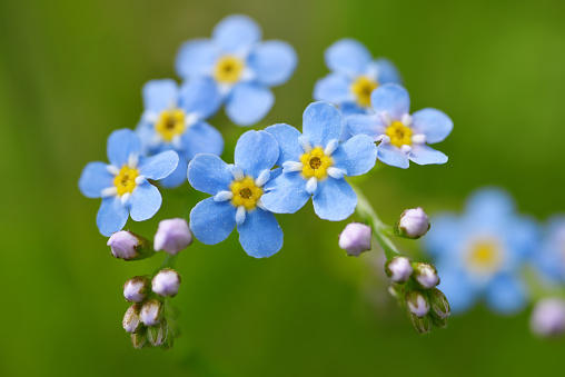 Forget-me-not flower ( Myosotis sylvatica ) closeup on meadow. Spring blue flowering plant on green nature background.