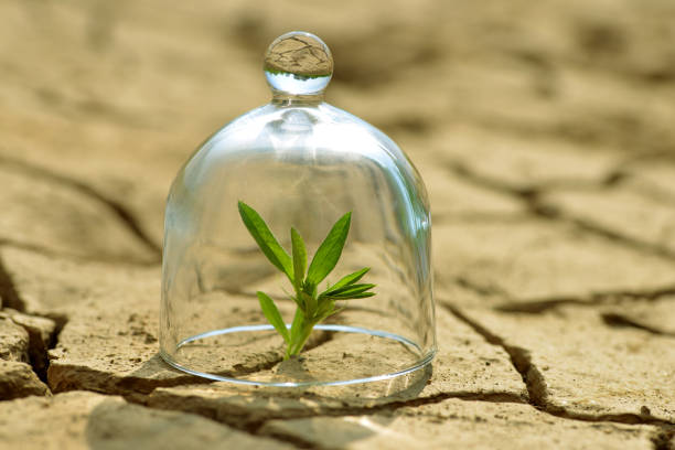 Growing plant in a glass on dry cracked earth.