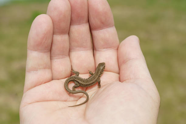 Wildlife concept, joy. In the hands of a man is a small live lizard.