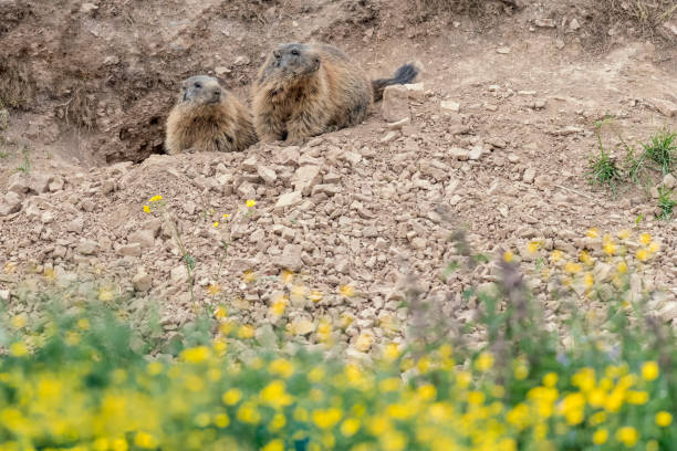 świstaki alpejskie na norze (marmota marmota) - groundhog animal animal behavior beauty in nature zdjęcia i obrazy z banku zdjęć