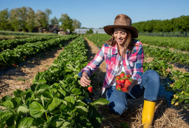 istock Woman picking strawberries in field 1327946085