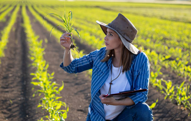 Farmer writing notes in field Female agronomist inspecting young corn plant in spring. Attractive farmer girl crouching in field holding seedling and clipboard. agronomist photos stock pictures, royalty-free photos & images