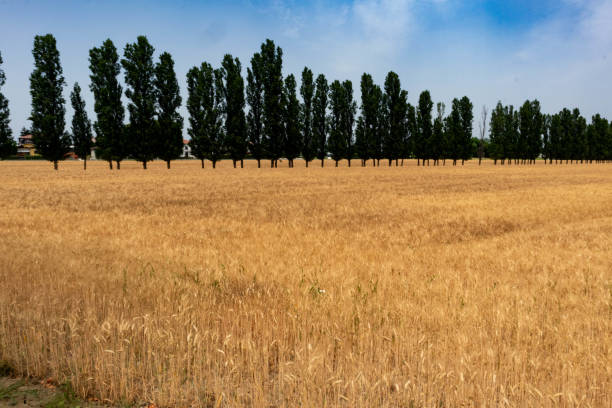 잘 익은 보리 재배 와 나무가 시골 도로, 파르마, 이탈리아 - malt sky grass field 뉴스 사진 이미지