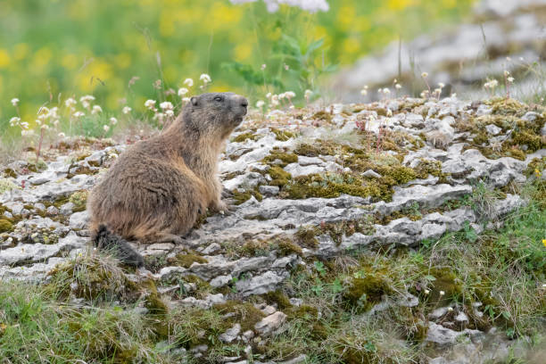istock Alpine Marmot on the rock (Marmota marmota) 1327946855
