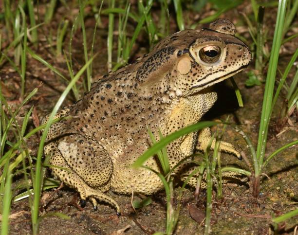 istock Close up of a brown toad sitting in grass 1327947198