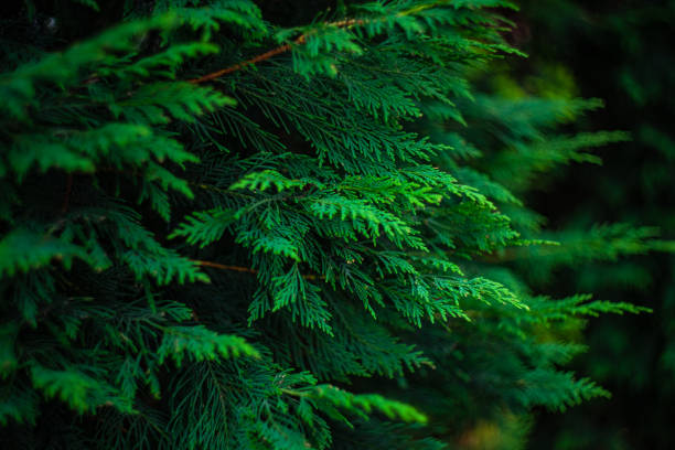 istock Close up of thuja leaves 1327947212