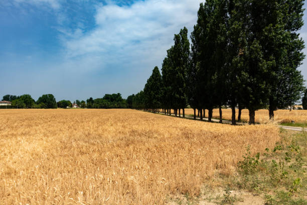 잘 익은 보리 재배 와 나무가 시골 도로, 파르마, 이탈리아 - malt sky grass field 뉴스 사진 이미지