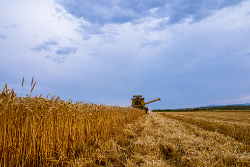 Dedicated senior farmer driving a combine harvester, harvesting ripe wheat crops, during harvesting season