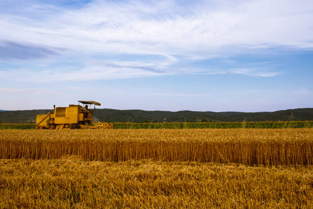 Farmer riding a combine harvester, driving ripe wheat crops, during harvesting season, near sunflower crops