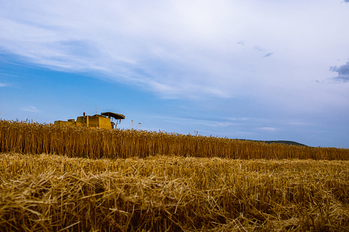 Farmer riding a combine harvester, harvesting ripe wheat crops, during harvesting season
