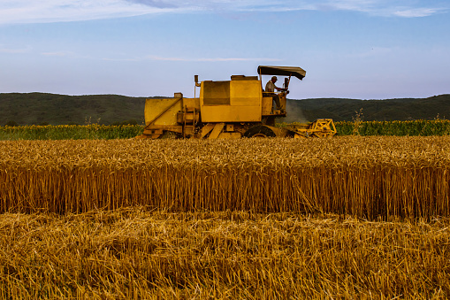 Farmer riding a combine harvester, driving ripe wheat crops, during harvesting season, near sunflower crops