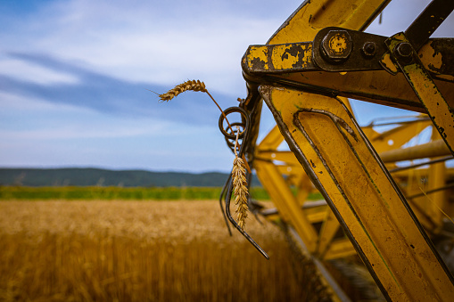 Wheat twig hanging from the combine harvester blades