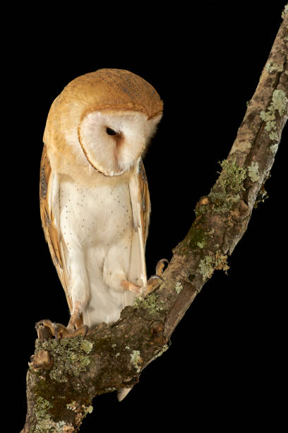 istock Barn Owl (Tyto alba) perched at night on a wooden branch. Cadiz 1327948143