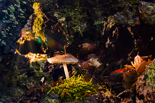 Mushrooms in the natural park of Sierra de las Nieves, Malaga. Andalusia, Spain