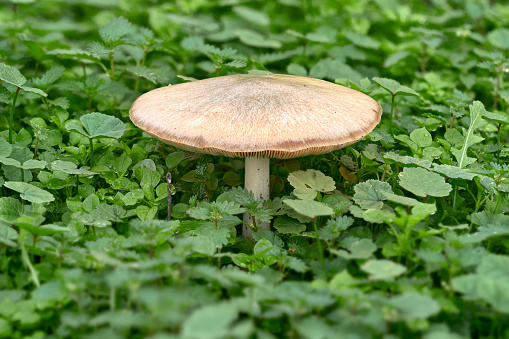 Volvariella speciosa mushroom sticking out of a field of green grass in Malaga. Andalusia, Spain