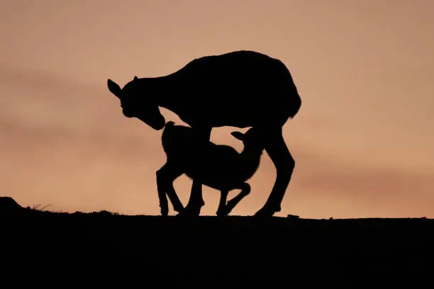 silhouette of a mouflon mother breastfeeding her calf at sunset in the mountain of Ojen, Marbella. Andalusia, Spain