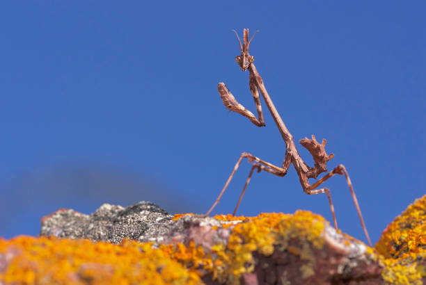 stick mantis (Empusa Pennata) on a rock with moss and blue sky in Malaga. Andalusia. Spain