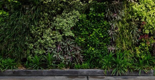 vielfalt der künstlichen pflanze in schöner natur vertikaler garten, eine grüne wand panorama hintergrund. - wandbegrünung stock-fotos und bilder