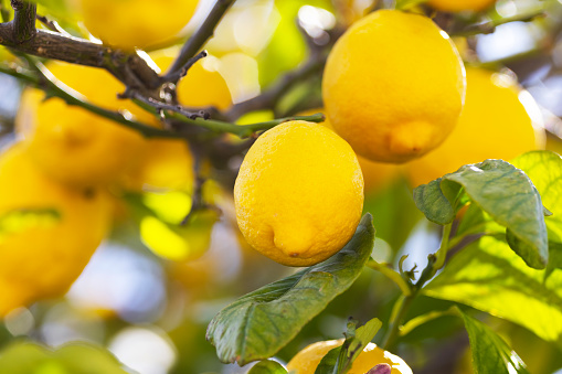 Various yellow type fresh ripe lemon fruits on tree branch. Group of organic lemon orchad on sunny warm light with shallow depth of field. Pure antioxidant vitamin C. Natural food background with copy space.