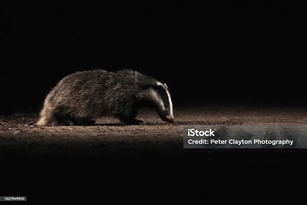 Badger Cub At Night Badger Cub At Night

Please view my portfolio for other wildlife photos. Night Stock Photo