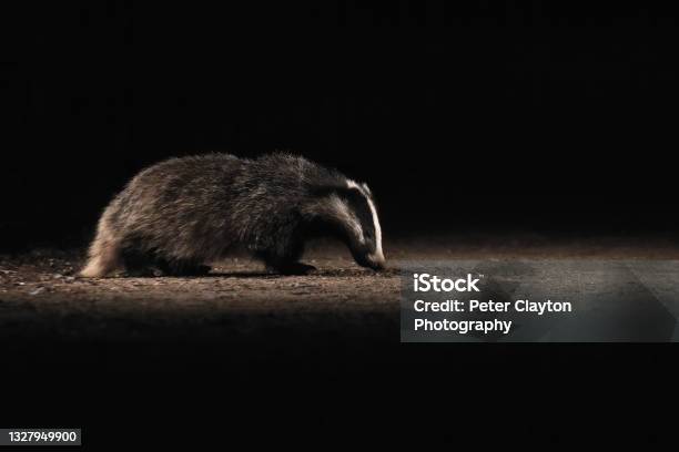 Badger Cub At Night Stock Photo - Download Image Now - Night, Animal, Animal Themes