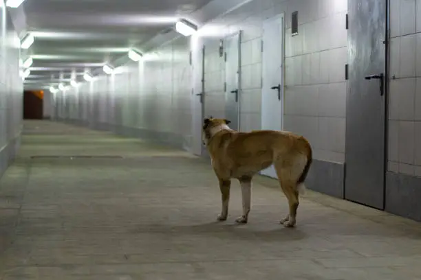 Photo of Homeless dog in the tunnel. The dog lives on the street.