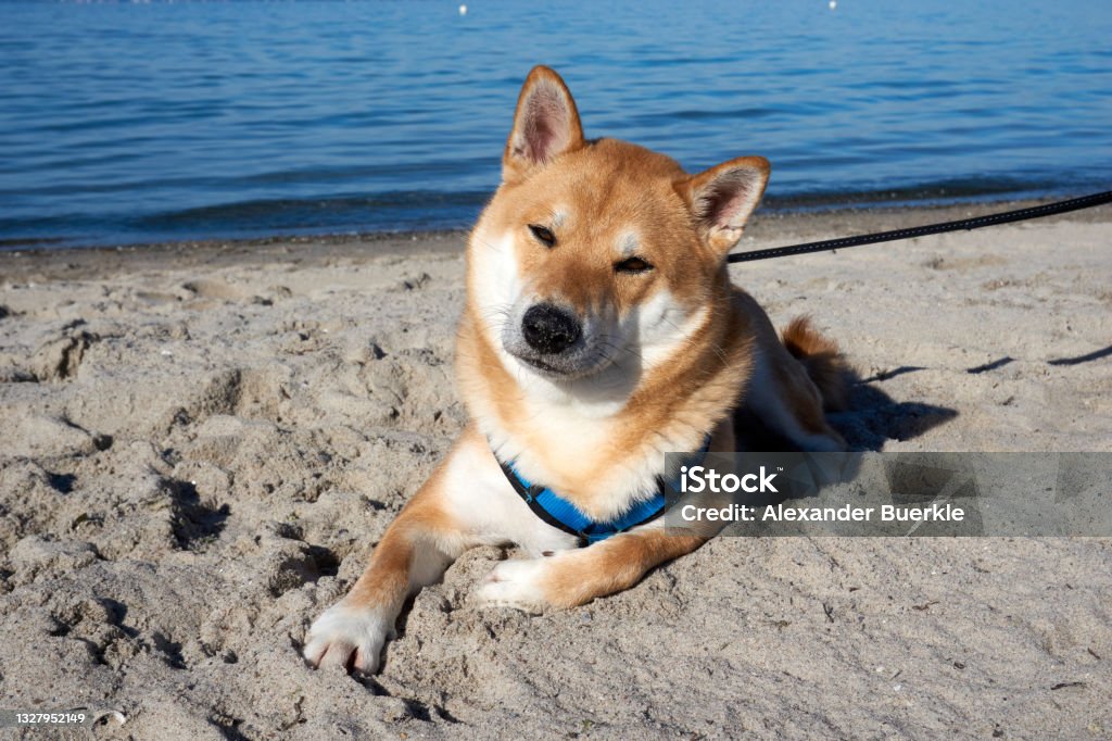 sesame shiba inu dog on the beach at the baltic sea Dogecoin Stock Photo