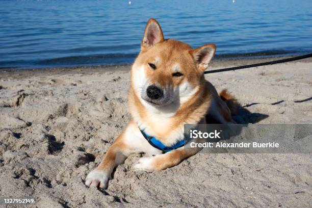 Sesame Shiba Inu Dog On The Beach At The Baltic Sea Stock Photo - Download Image Now