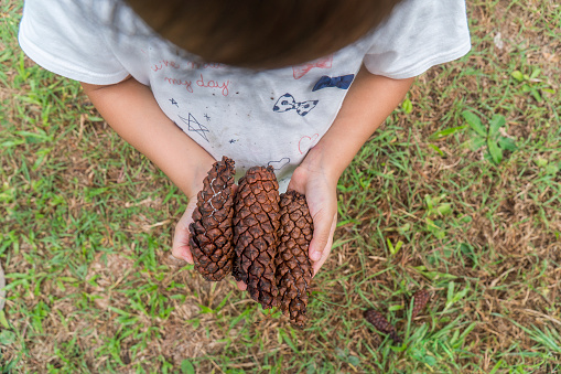 Asiand Child in the forest holds a handful of pine cones show to camera.