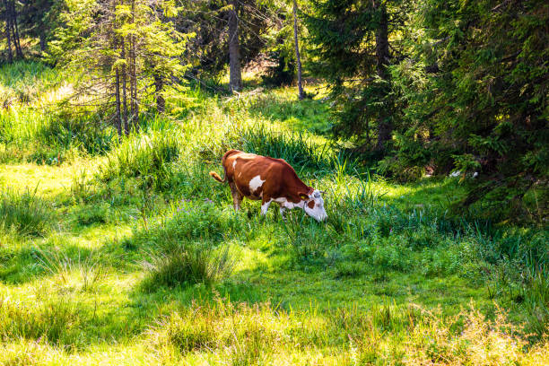 istock Cow standing and grazing on grassy field, sunny day 1327954340