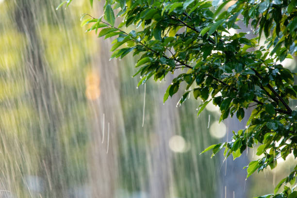 istock Warm summer rain in the park. Drops of water fall on the branches. 1327954375