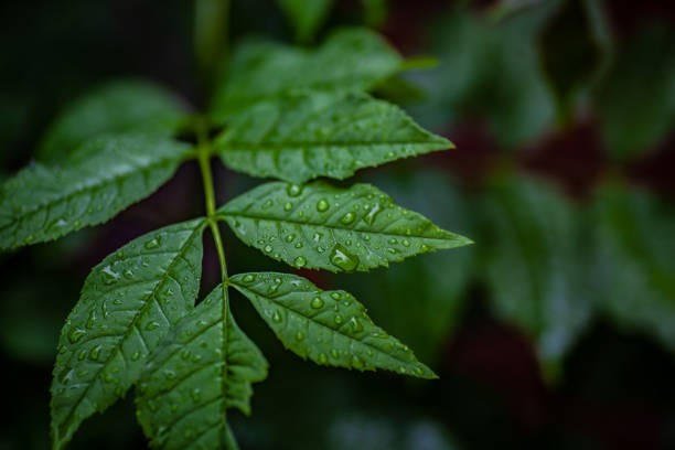 Macro shot of European Ash leaves after rainfall
