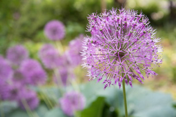 istock Close-up pink or lilac flower. Background, texture. Allium 1327956998