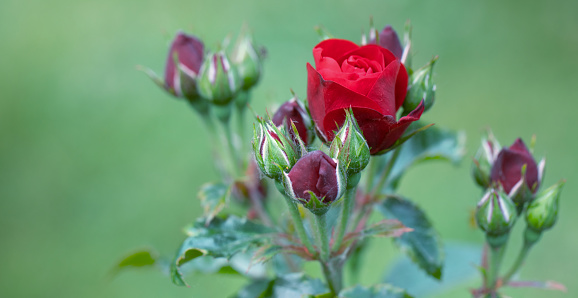 Bright red rose and young flowers. Top view, selective focus.