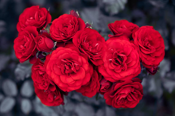 jasnoczerwone pąki róży selektywne ostrości. z bliska - rose anniversary flower nobody zdjęcia i obrazy z banku zdjęć