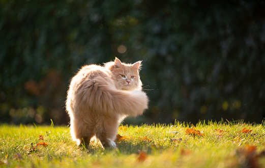 beige white maine coon cat outdoors in sunlight standing on lawn looking back over shoulder with copy space
