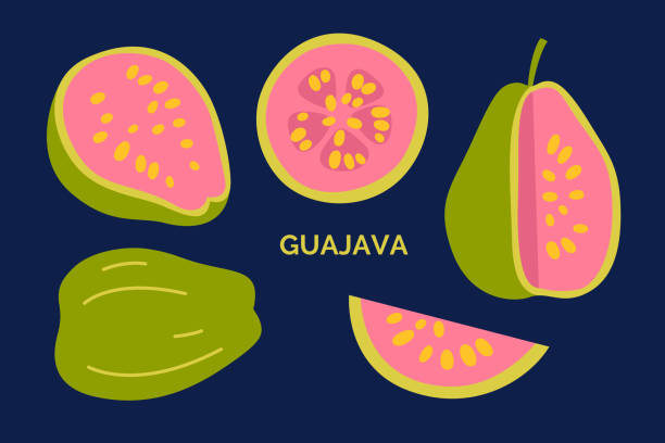Set of exotic guajava. Vector doodle illustration. Tropical guava collection isolated on the dark background Set of exotic guajava. Vector doodle illustration. Tropical guava collection isolated on the dark background mexico poland stock illustrations