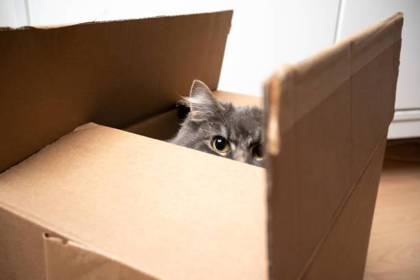 istock cat hiding inside of cardboard box looking at camera 1327959169