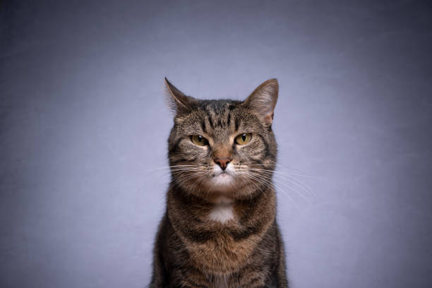 istock tabby shorthair cat looking at camera angry on gray background 1327959221