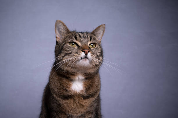 istock tabby cat portrait on  gray concrete background with copy space 1327959274