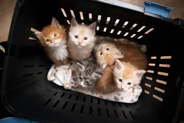 group of 8 week old maine coon kittens resting inside of pet carrier box together