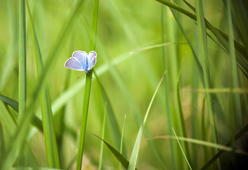 Blue butterfly - Cupido minimus on a green grass. Blue butterfly on blurred green background. Summer time wallpaper